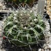 Gymnocalycium_mostii